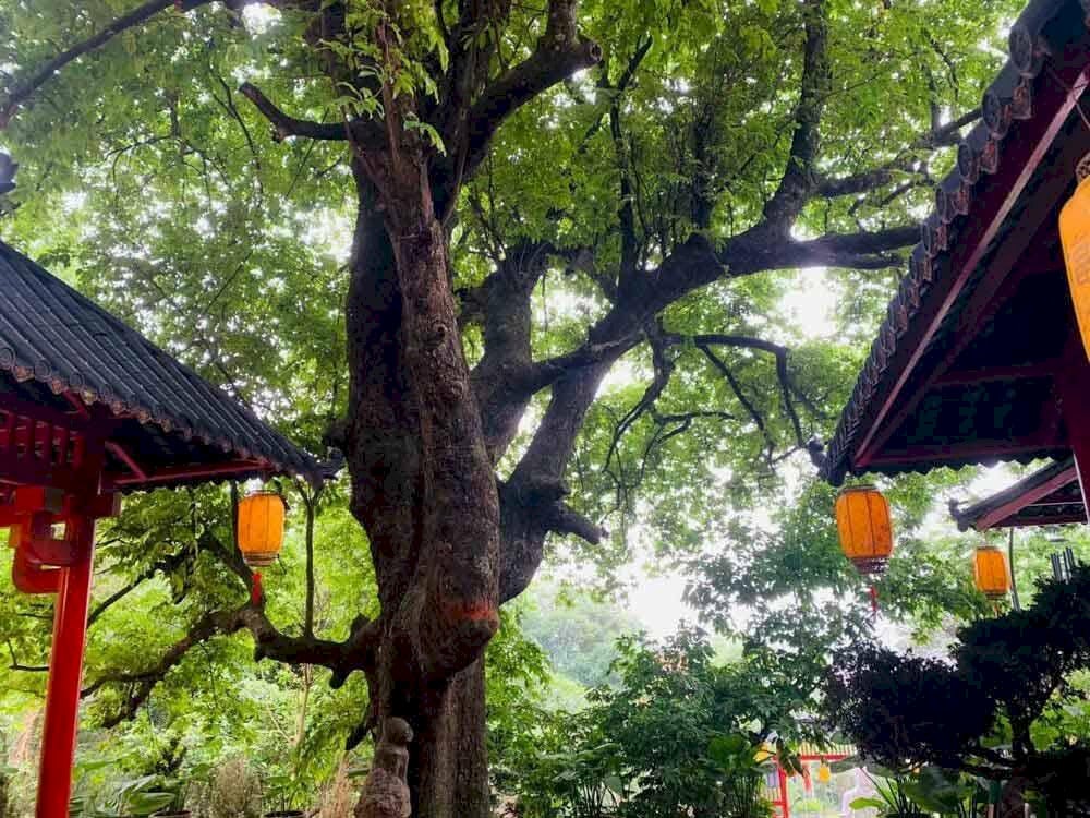 Cây thị là biểu tượng đặc trưng